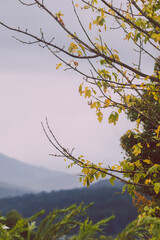 autumn trees with beautiful yellow and orange leaves