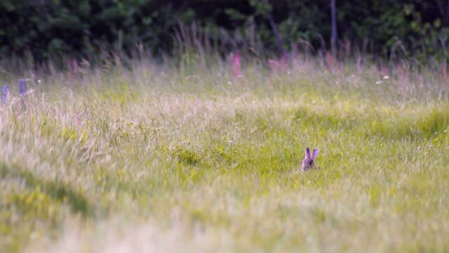 Female brown hare sitting on the meadow and cleaning her fur, mating season, spring, (lepus capensis)
