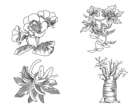 Vector Illustration Of Kapok, Baobab, Gloxinia And Maple Flower