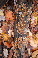 Medicinal turkey tail (Trametes versicolor) polypore mushroom 