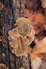 Medicinal turkey tail (Trametes versicolor) polypore mushroom 
