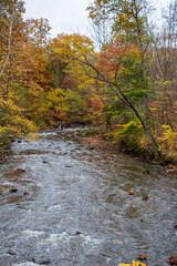 River in autumn forest