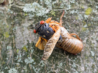 Emerging Cicada from Its Skin