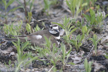 Killdeer