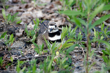 Killdeer