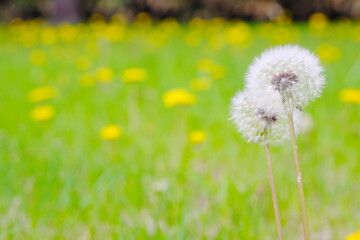 たんぽぽの綿毛