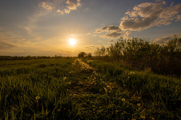 sunset over the field