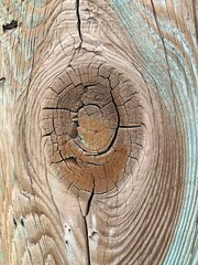 Wood grain texture, showing beautiful growth rings