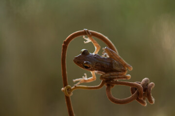 Tree Frog on Nature Place