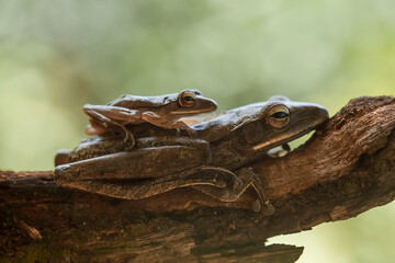 Tree Frog on Nature Place