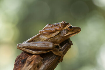 Tree Frog on Nature Place