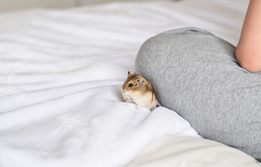 Tiny Roborovski dwarf hamster sitting on a bed beside a person