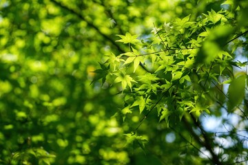 木漏れ日浴びて輝く青モミジ