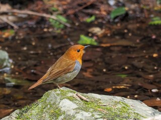 苔むした岩の上でくつろぐコマドリ成鳥 オス