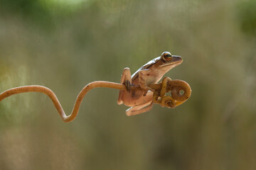 Tree Frog on Nature Place