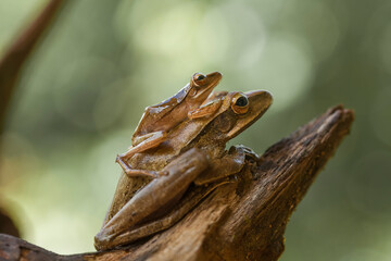 Tree Frog on Nature Place