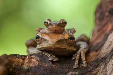 Tree Frog on Nature Place