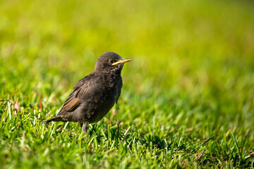 Fledgling Purple Matrin Perched in a Grass Field