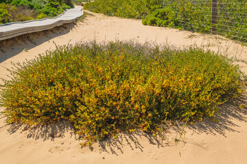 Sand dunes and deerweed plant. Deerweed (Lotus scoparius) bright-yellow flowers, California native,...