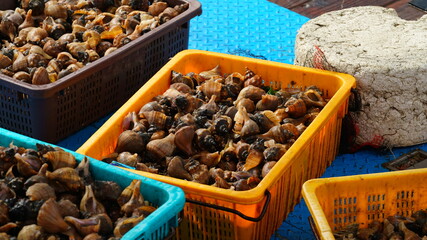 바다에서 잡아온 소라