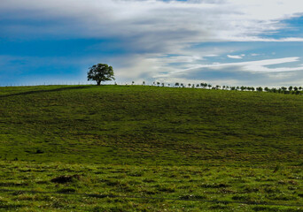 Arbol solitario en el campo de Garzon Uruguay