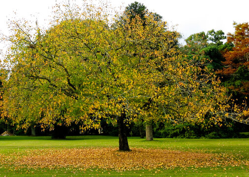 Arbol oto&ntilde;al en Nueva Helvecia Uruguay