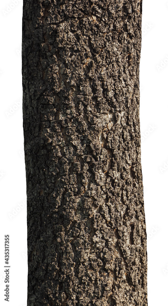 Poster trunk of a tree isolated on white background