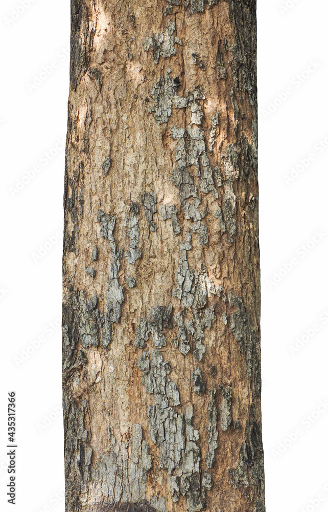 Poster Trunk of a tree isolated On white background