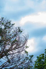 branches of a tree blooming in a sunset