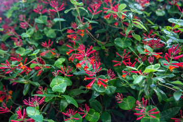 Trumpet Honeysuckle Blossoms Growing on City Wall