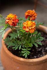 Fototapeta na wymiar Orange Marigolds Potted in Terracotta Pot