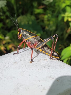 Black yellow and red grasshopper