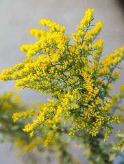 Macro Shot of Goldenrod Flowers