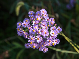 Bright Purple Aster Flowers in Early Morning Light