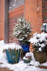 Three Potted Plants on a Snowy City Street