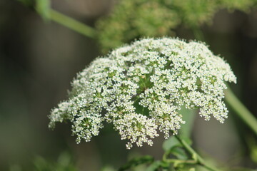 Close up of a small white flower  