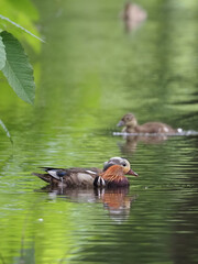 換羽期のオシドリの雄