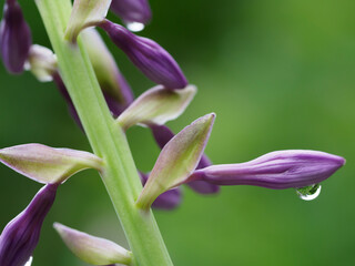 紫の花の蕾と水滴