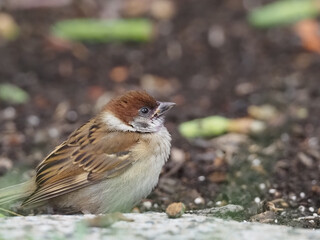まるまるとしたスズメ（Eurasian tree sparrow / Passer montanus）