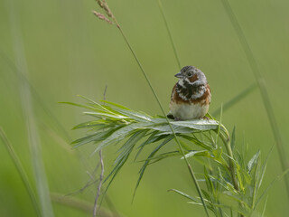 草に止まるホオアカ（chestnut-eared bunting / Emberiza fucata）