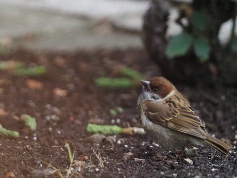 地表で空を見上げる雀（Eurasian tree sparrow / Passer montanus）