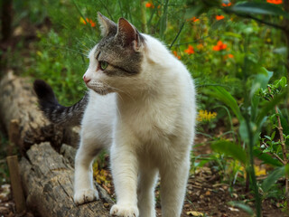 Gorgeous image of a tabby cat walking on a wood branch looking to the side.