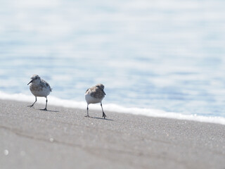 石狩浜の波打ち際を歩くシギの一種