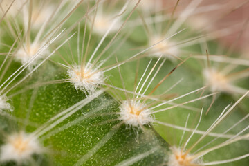 macro shot of the spikes on a cactus