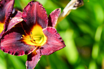 Fototapeta premium Red and yellow daylily flower blooming, with negative space