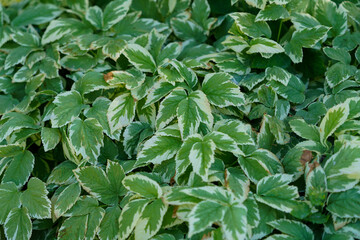 Fototapeta na wymiar Background of ornamental groundcover leaves