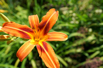 Colorful orange yellow Daylily flowers