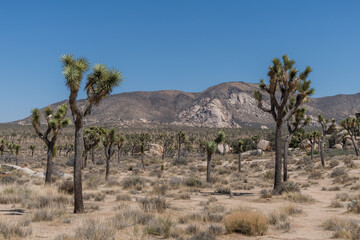 Scenic Joshua Tree National Park vista, Southern California