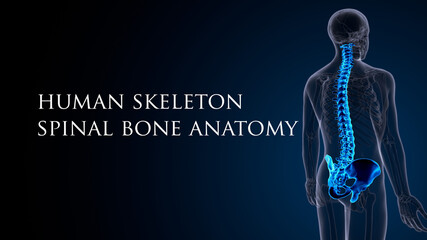 3d render of male human skeleton anatomy ytem