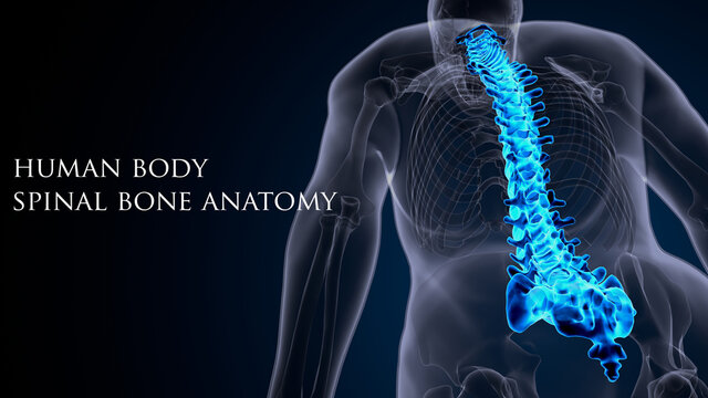 3d render of male human skeleton anatomy ytem